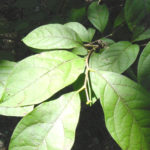 spicebush leaves