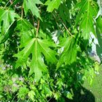Leaves of a silver maple