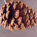Cone of a slash pine