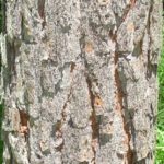 Bark of a slash pine