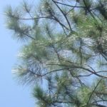 Needles of a slash pine