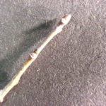Twig and buds of a Carolina silverbell