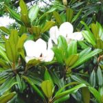White flowers of a Southern magnolia