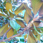 Leaves of a Southern magnolia