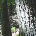 Bark of a sourwood