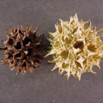 Flowers and fruit of a sweetgum