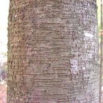 Bark of a sweet birch