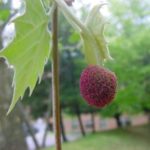 Colorful flower of an American sycamore tree