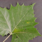 Leaf of an American sycamore