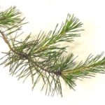 Needles of a table mountain pine