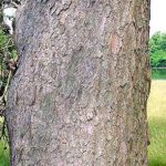 Virginia pine bark