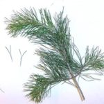 Needles of Virginia pine