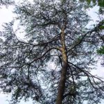 Virginia pine form