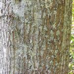 Bark of a water oak