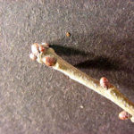 Twig and bud of a water oak