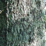 Bark of a willow oak