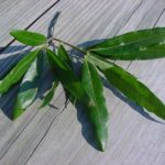 Leaves of a willow oak