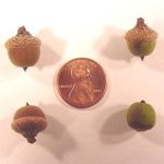 Comparison of acorns from a willow oak tree to an American penny