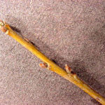 Twigs and bud of a willow oak