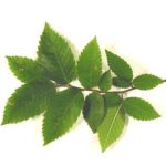 Leaves of a winged elm