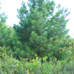 Form of an Eastern white pine