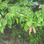 Leaves of a white ash