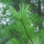 Needles of an Eastern white pine