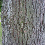 Another view of the bark of an Eastern white pine