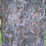 Bark of a white spruce