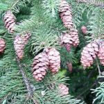 Cones of a white spruce