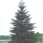 Form of a white spruce