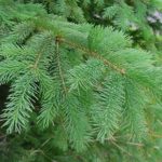 Needles of a white spruce