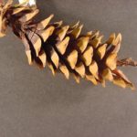 Cone of a western white pine