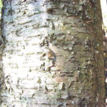 Bark of an older yellow birch