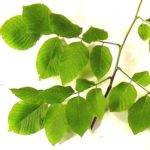 Leaves of a yellowwood