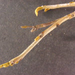 Twigs and bud of a bitternut hickory