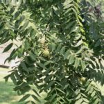 black walnut leaves