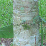 Sugar Maple bark