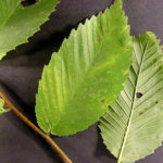 American elm leaves