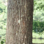 Another view of bald cypress bark