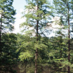 bald cypress form