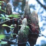 bald cypress distinguishing characteristics
