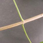 blue ash stem
