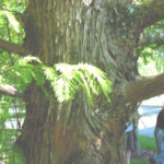 bald cypress bark