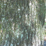 box elder bark