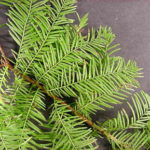 bald cypress