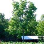 black walnut form