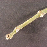 Twig and buds of a box elder