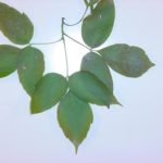 box elder leaves