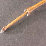 Twig and bud of a sugar maple